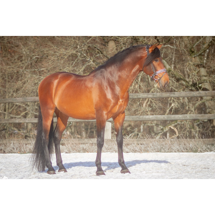 Etalon 2016 Bai travaillé