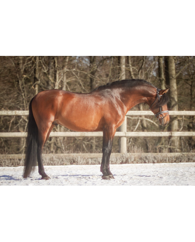 Etalon 2016 Bai travaillé