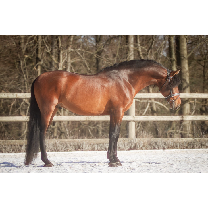 Etalon 2016 Bai travaillé