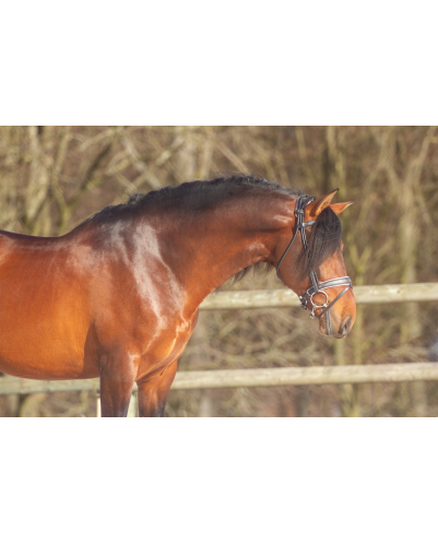 Etalon 2016 Bai travaillé