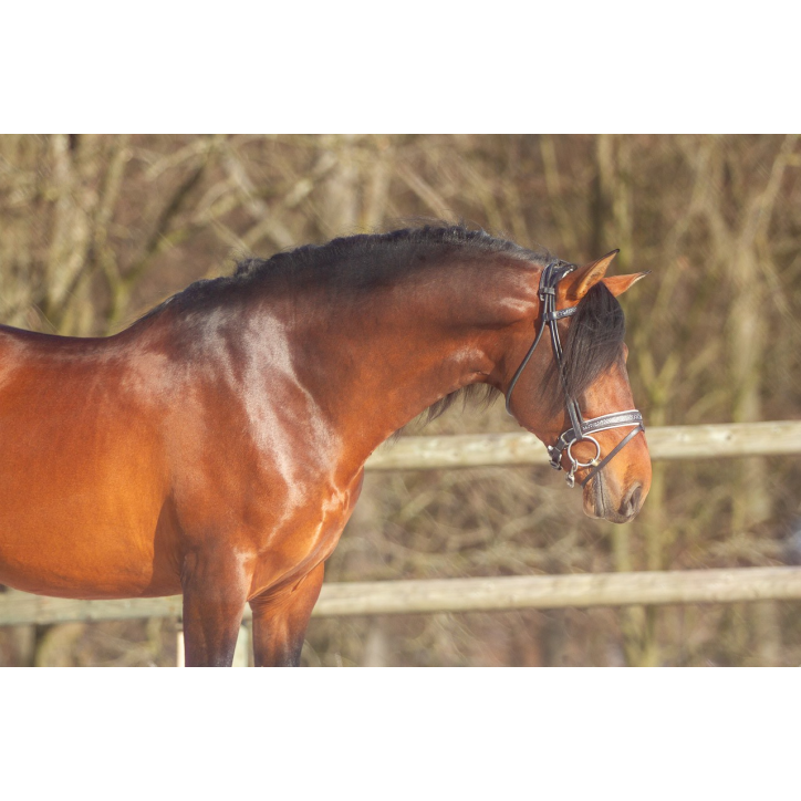 Etalon 2016 Bai travaillé