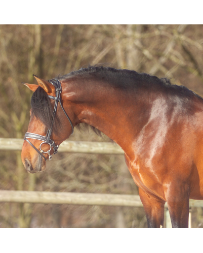 Etalon 2016 Bai travaillé