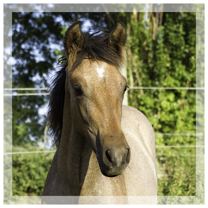 Jument Dressage Jument Dressage