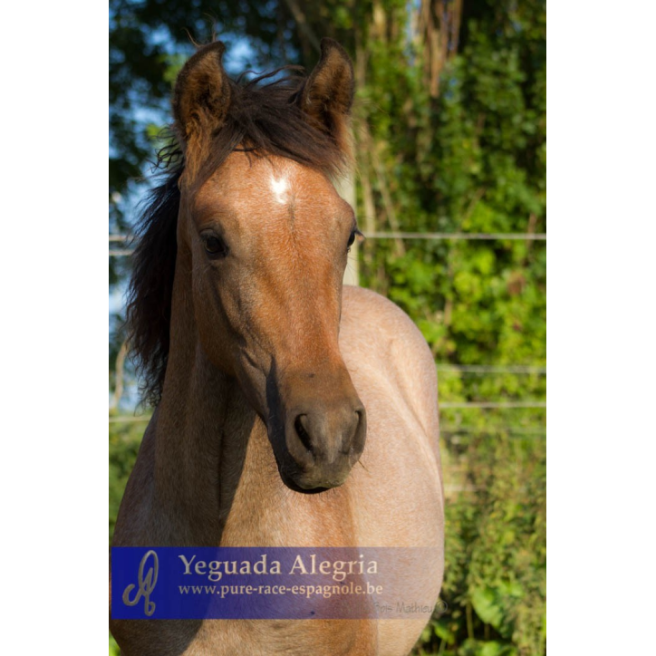 Jument Dressage Jument Dressage