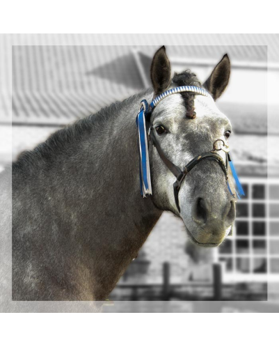 MCI jeune chevaux « belgique »