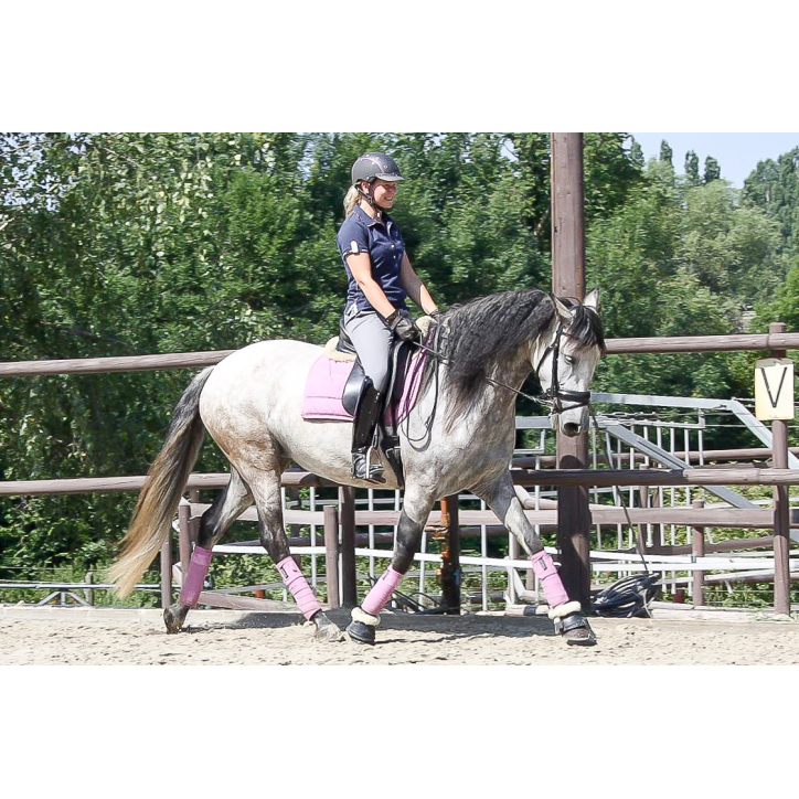 Jument Dressage Jument Dressage