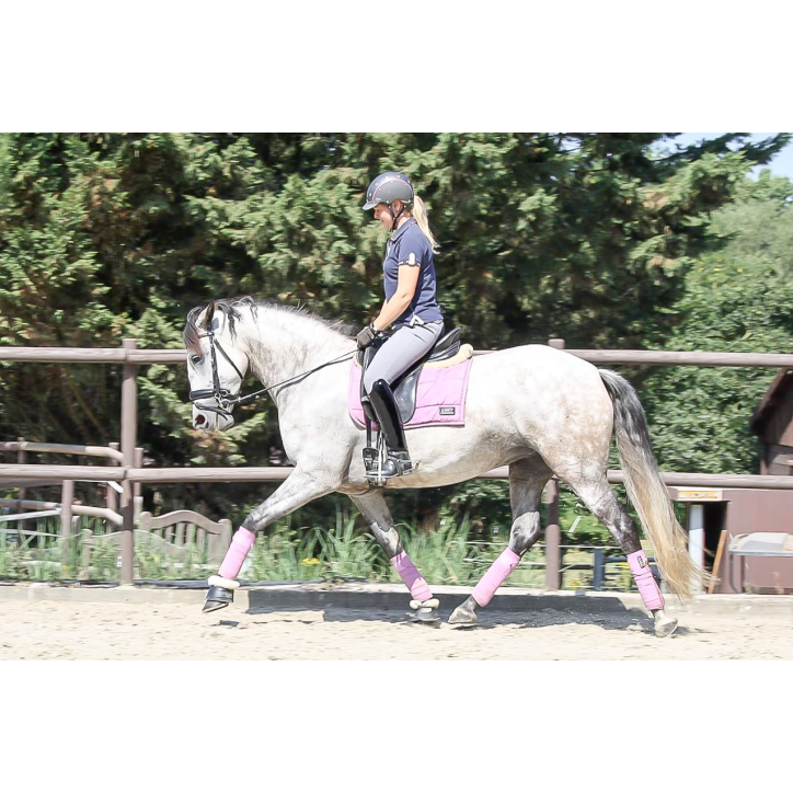 Jument Dressage Jument Dressage