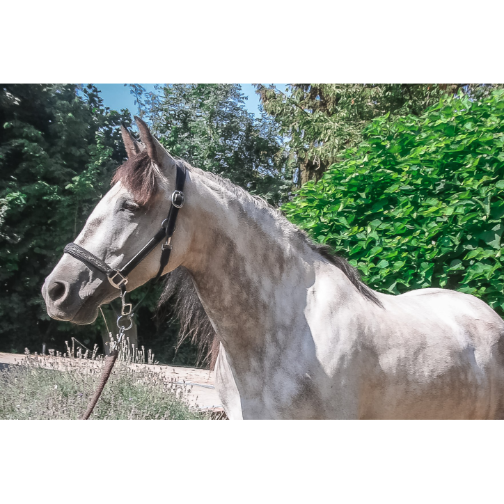 Jument Dressage Jument Dressage