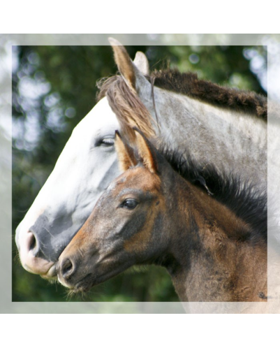 Jument loisir Belgique