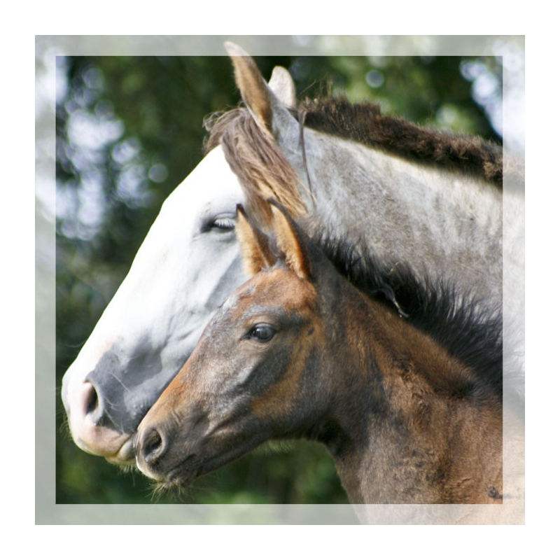 Jument loisir Belgique