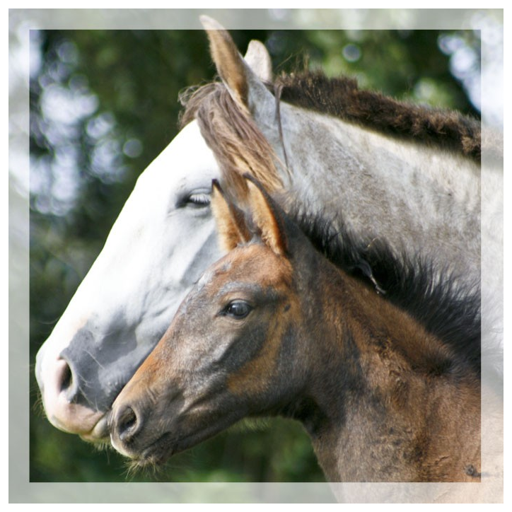 Jument loisir Belgique