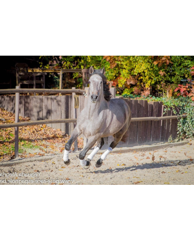Hongre Dressage Allemagne