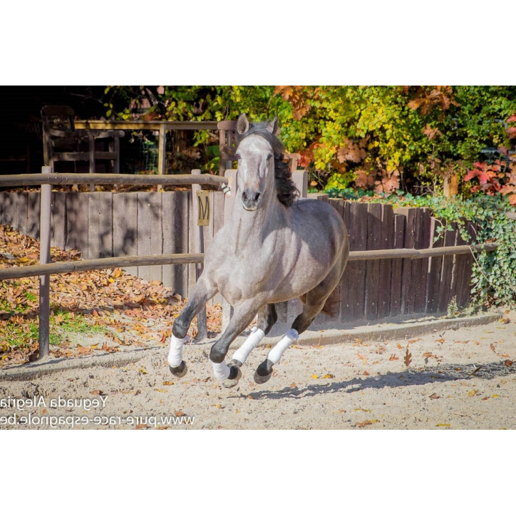 Hongre Dressage Allemagne Hongre Dressage Allemagne