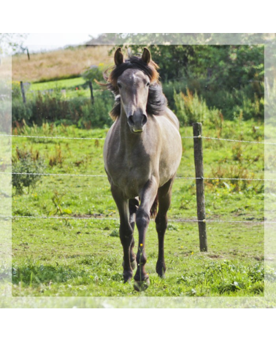 Jument loisir Belgique