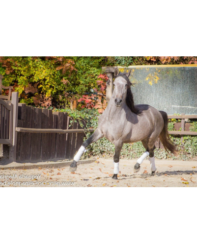 Hongre Dressage Allemagne