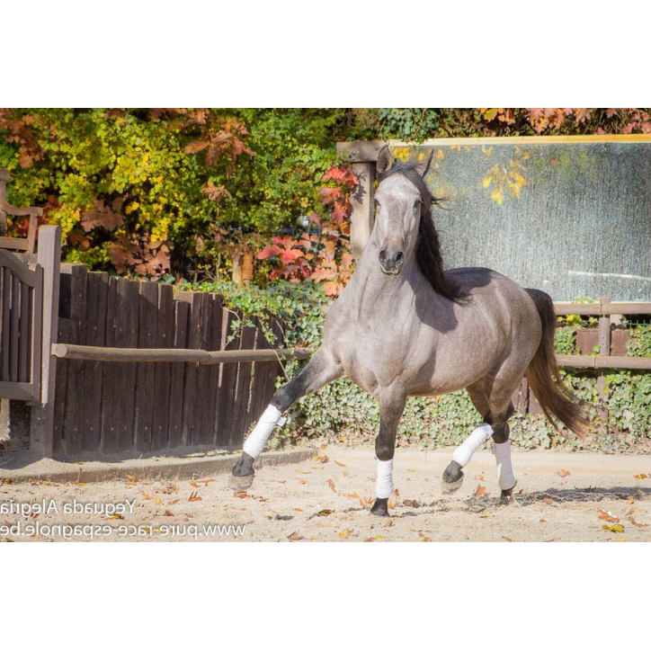 Hongre Dressage Allemagne Hongre Dressage Allemagne