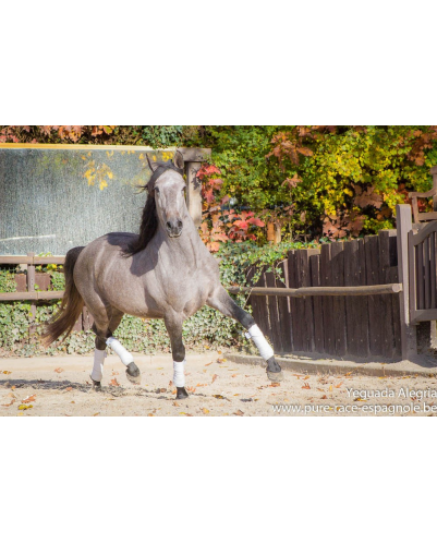 Hongre Dressage Allemagne