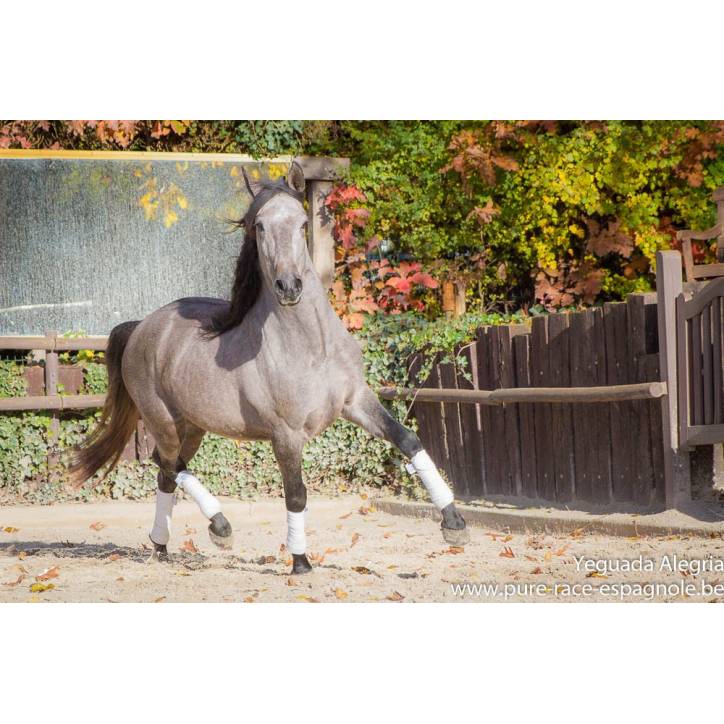 Hongre Dressage Allemagne Hongre Dressage Allemagne