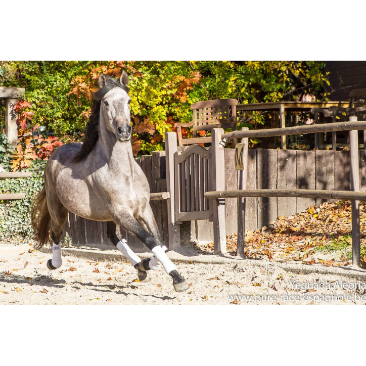 Hongre Dressage Allemagne Hongre Dressage Allemagne