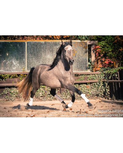 Hongre Dressage Allemagne