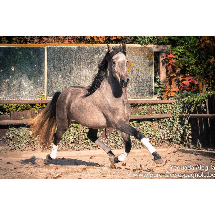 Hongre Dressage Allemagne Hongre Dressage Allemagne