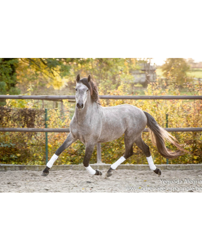 Hongre Dressage Allemagne