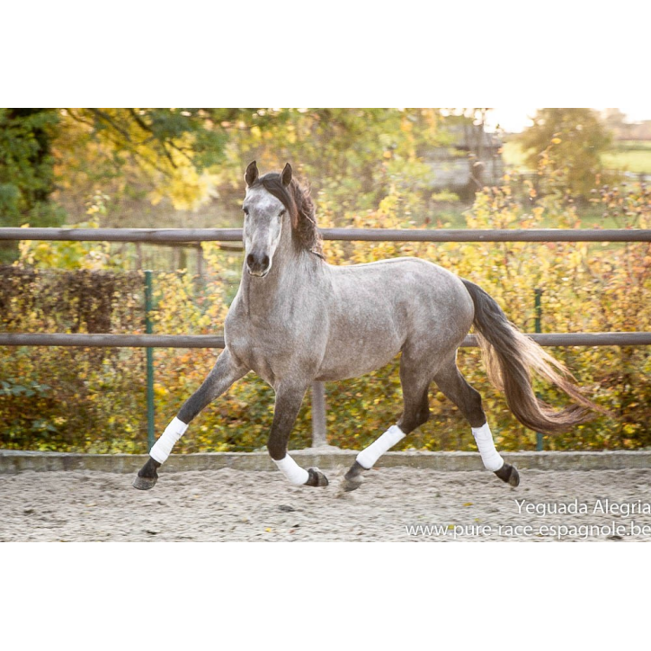 Hongre Dressage Allemagne Hongre Dressage Allemagne