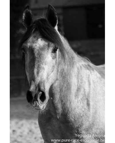 Hongre Dressage Allemagne