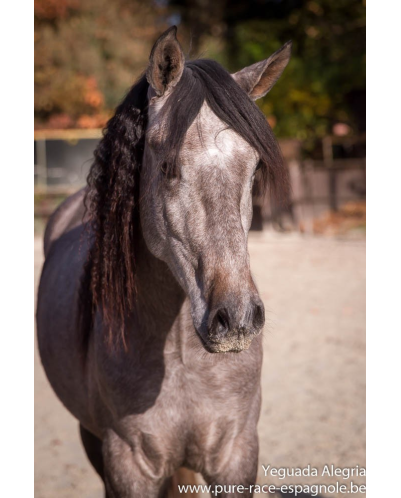 Hongre Dressage Allemagne