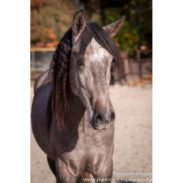 Hongre Dressage Allemagne Hongre Dressage Allemagne