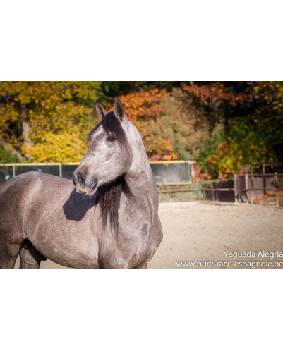 Hongre Dressage Allemagne