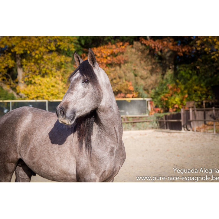 Hongre Dressage Allemagne Hongre Dressage Allemagne