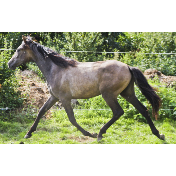 Jument loisir Belgique