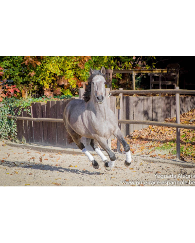 Hongre Dressage Allemagne