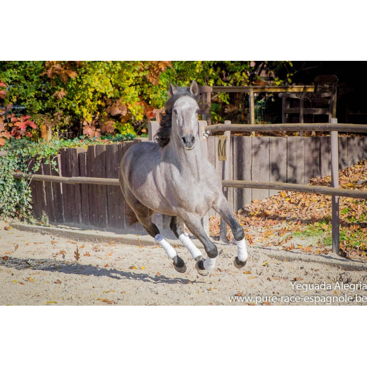 Hongre Dressage Allemagne Hongre Dressage Allemagne