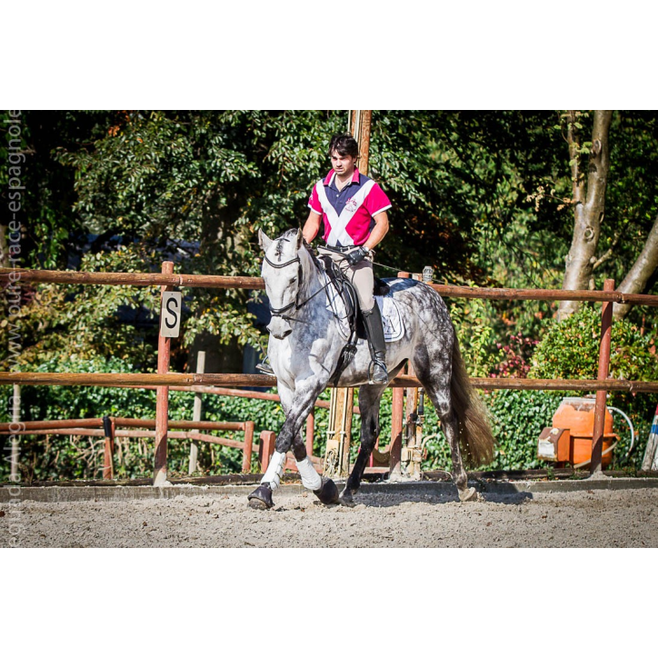 Hongre gris Hongre gris