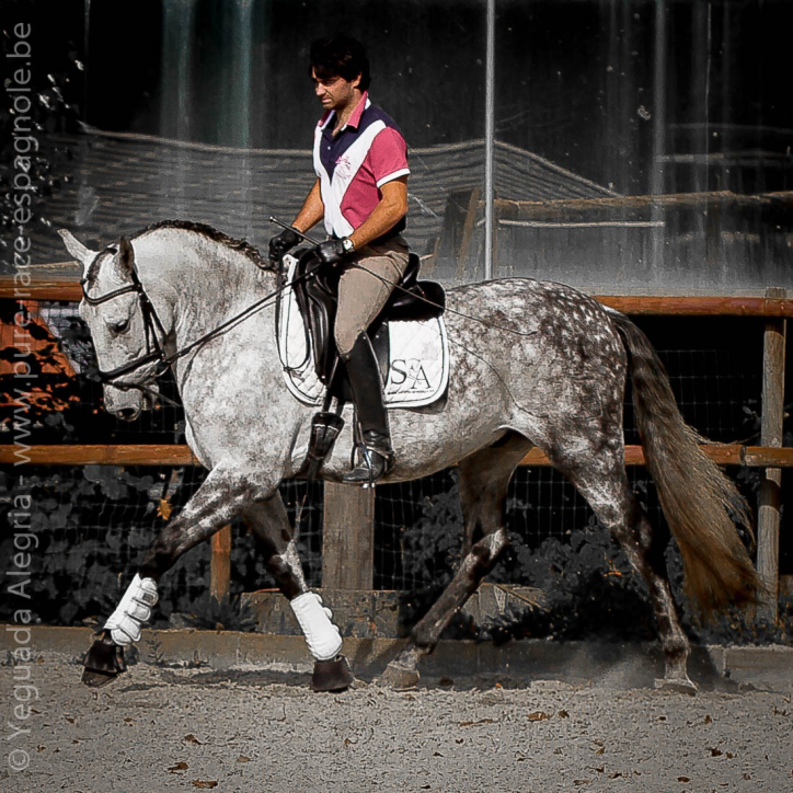 Hongre gris Hongre gris