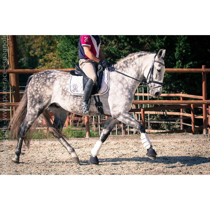 Hongre gris Hongre gris