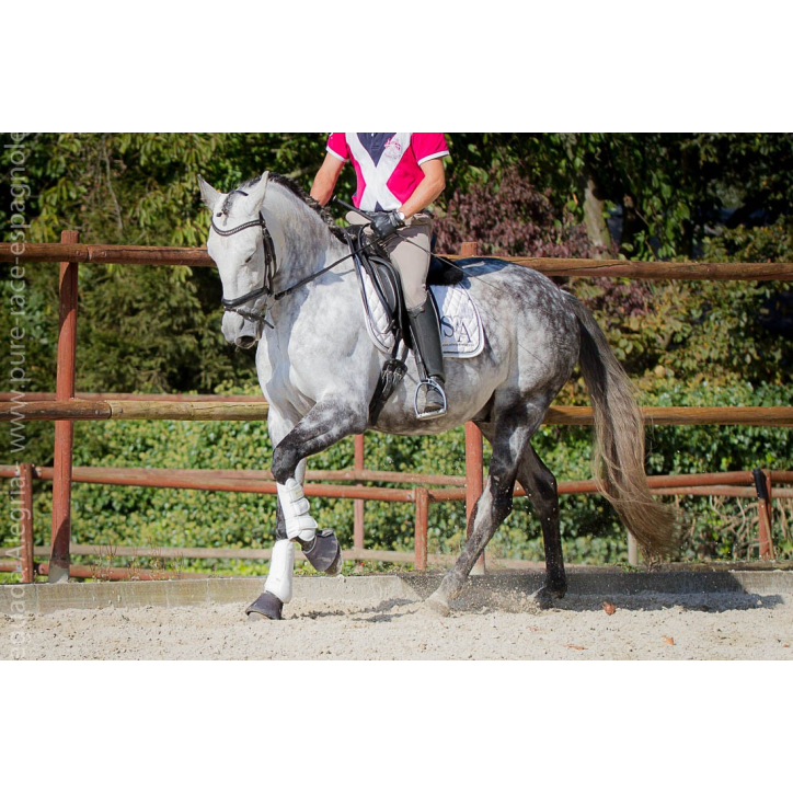 Hongre gris Hongre gris