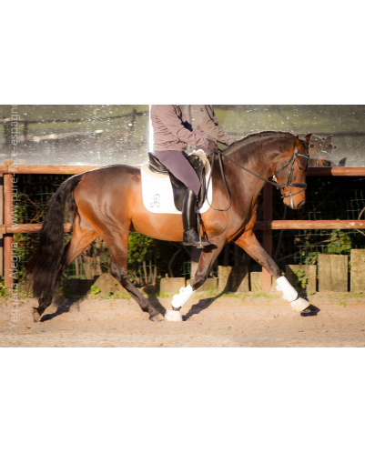 Jeune cheval concours DR Pays Bas