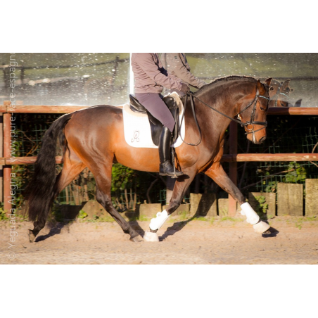Jeune cheval concours DR Pays Bas