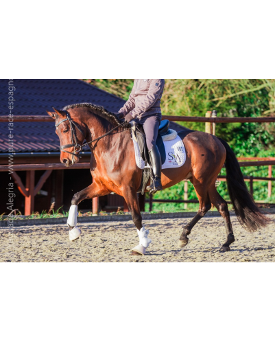 Jeune cheval concours DR Pays Bas