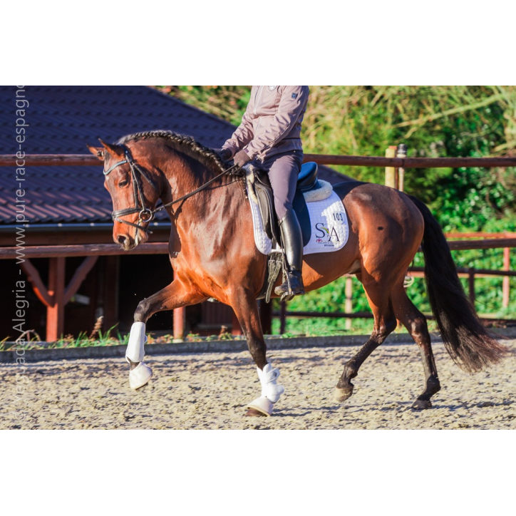 Jeune cheval concours DR Pays Bas