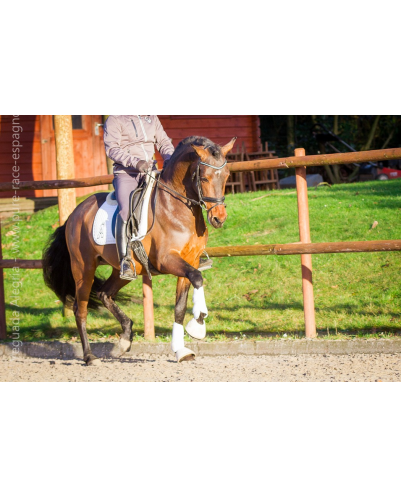 Jeune cheval concours DR Pays Bas