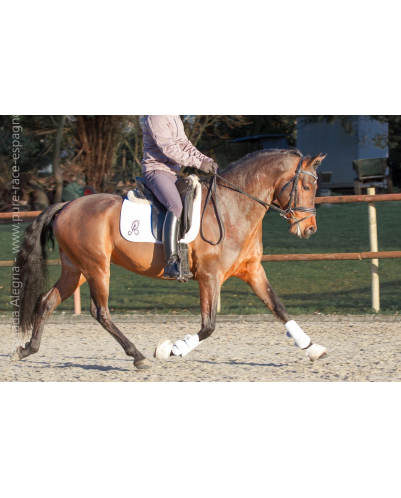 Jeune cheval concours DR Pays Bas