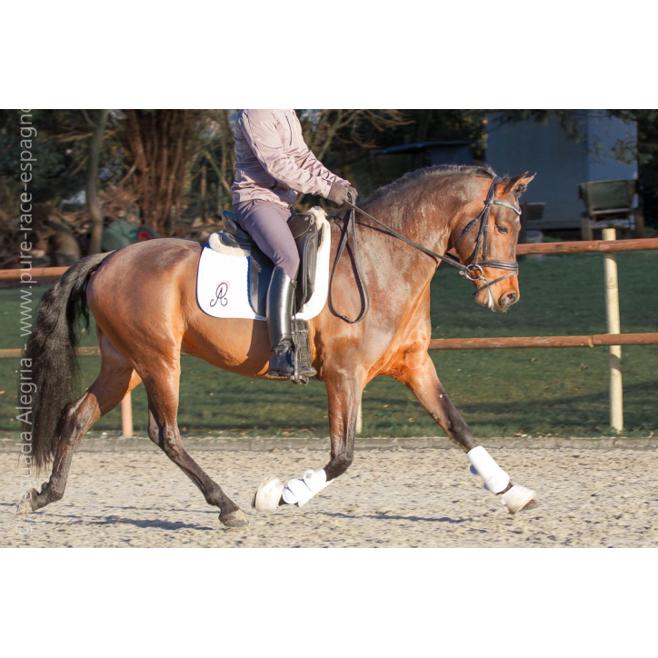 Jeune cheval concours DR Pays Bas