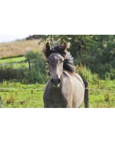 Jument loisir Belgique