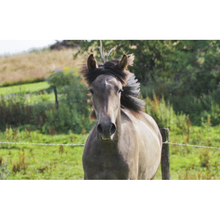 Jument loisir Belgique