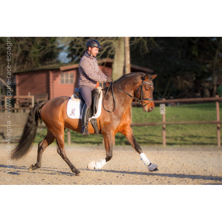 Jeune cheval concours DR Pays Bas