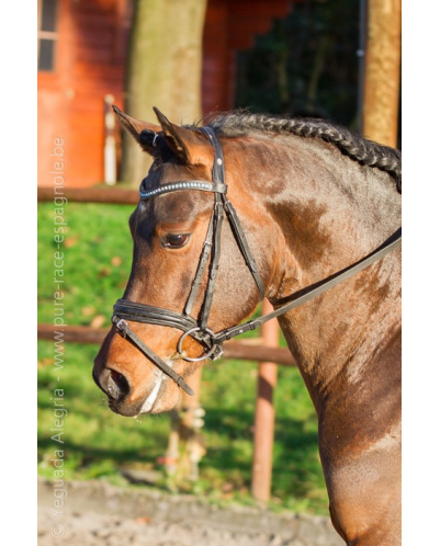 Jeune cheval concours DR Pays Bas